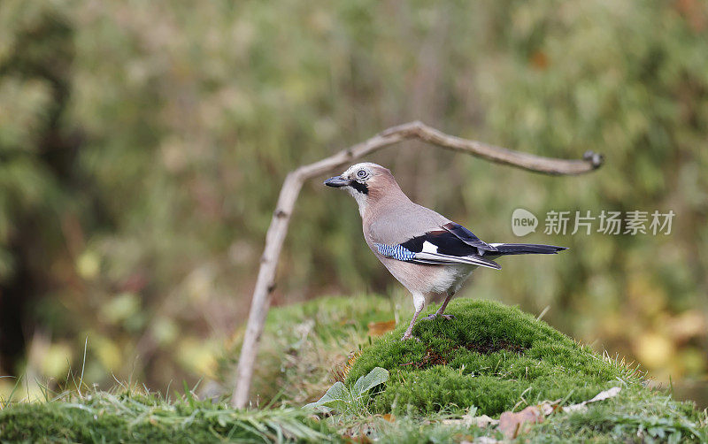 欧亚松鸦(Garrulus glandarius)